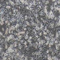 PATU 8988S人胰腺癌细胞(提供STR鉴定报告)