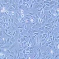 SK-LU-1人低分化肺腺癌细胞(提供STR鉴定报告)