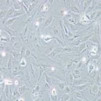 TJ905人胶质瘤细胞(提供STR鉴定报告)