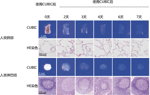 CUBIC 组织透明化试剂