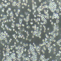 THP-1人单核细胞白血病细胞(提供STR鉴定报告)