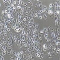 SW-780人膀胱移行细胞癌(提供STR鉴定报告)