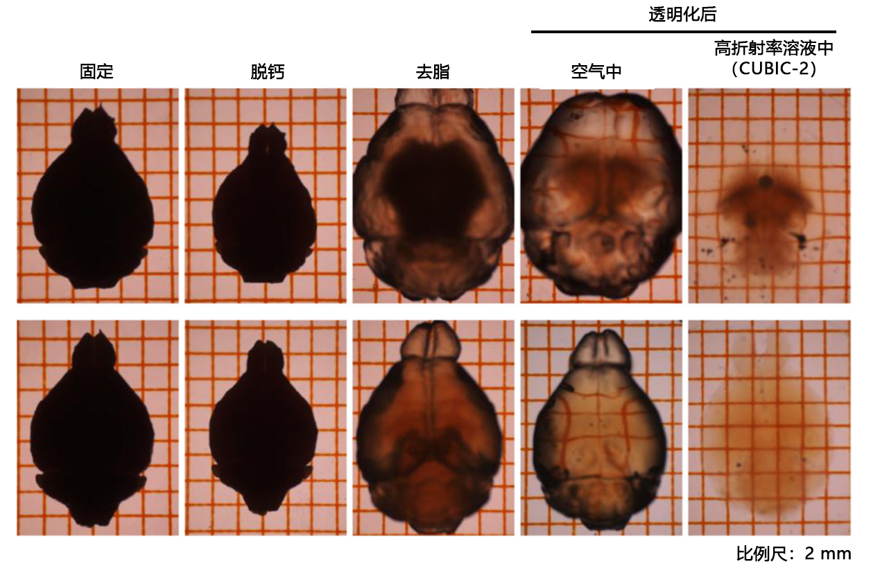 CUBIC 组织透明化试剂