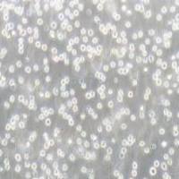 U-937人组织细胞淋巴瘤细胞(提供STR鉴定报告)