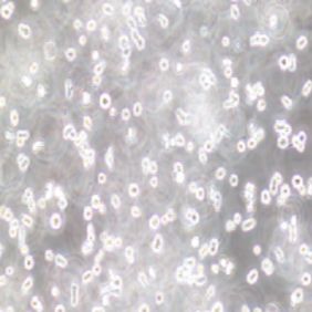 T2人淋巴母细胞(提供STR鉴定报告)
