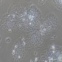 TU212人喉癌细胞(提供STR鉴定报告)