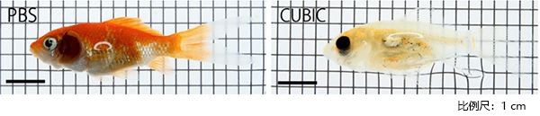 CUBIC 组织透明化试剂