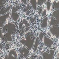 U118MG人脑星形胶质母细胞瘤(提供STR鉴定报告)