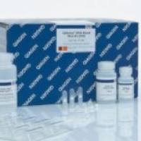 51104 qiagen 凯杰优秀代理商 QIAamp DNA Blood Mini Kit血液小提DNA