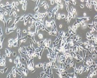 UM-UC-3人膀胱移行细胞癌(提供STR鉴定报告)