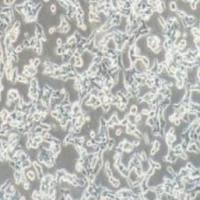 VCAP人前列腺癌细胞(提供STR鉴定报告)