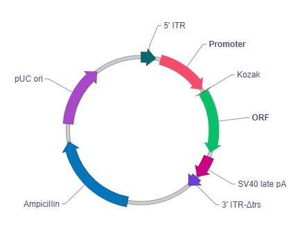 哺乳动物基因普通表达腺相关病毒载体