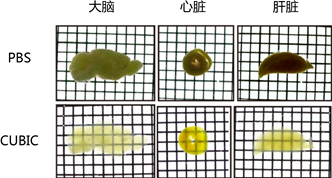 CUBIC 组织透明化试剂