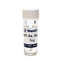 StemRD W5a-H-025 WNT- 5a, human recombinant，人WNT-
