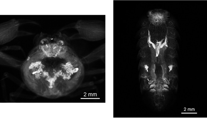 CUBIC 组织透明化试剂