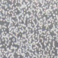 U266人骨髓瘤细胞(提供STR鉴定报告)