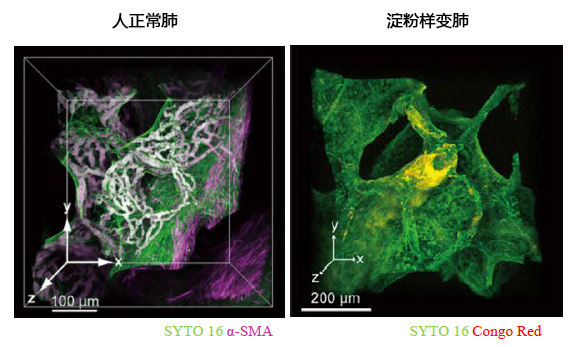 CUBIC 组织透明化试剂