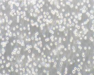 U-937人组织细胞淋巴瘤细胞(提供STR鉴定报告)