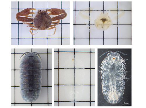 CUBIC 组织透明化试剂