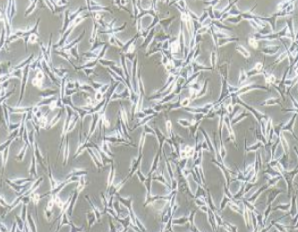 WM-115人恶性黑色素瘤细胞(提供STR鉴定报告)