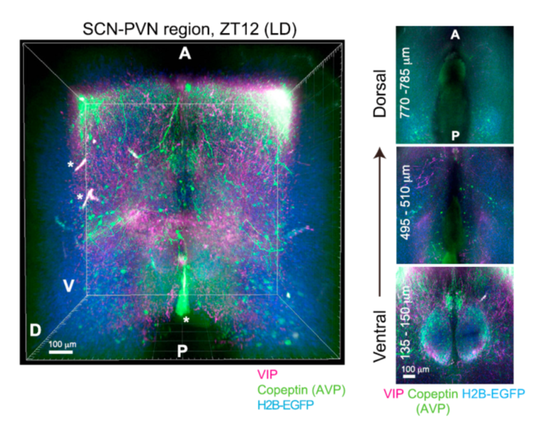 CUBIC 组织透明化试剂