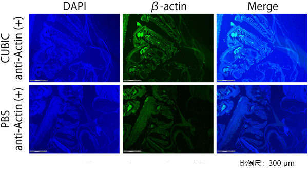 CUBIC 组织透明化试剂