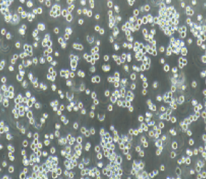 THP-1人单核细胞白血病细胞(提供STR鉴定报告)