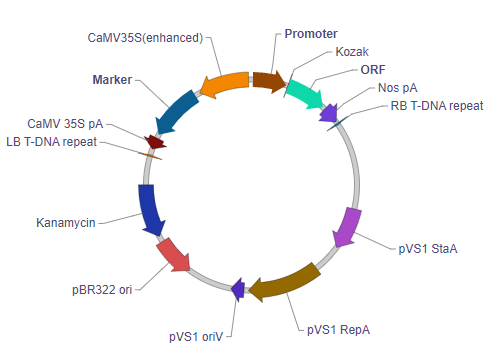 植物基因表达农杆菌双元载体