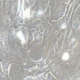 WPMY-1人正常前列腺基质永生化细胞(提供STR鉴定报告)