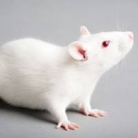 小鼠急性胰腺炎模型