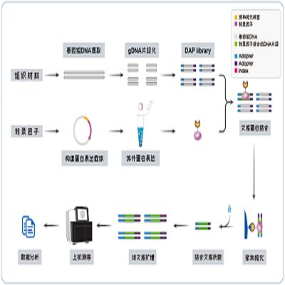 DNA亲和纯化测序（DAP-seq）技术服务
