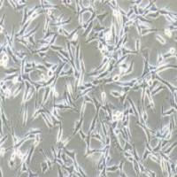 WM-115人恶性黑色素瘤细胞(提供STR鉴定报告)