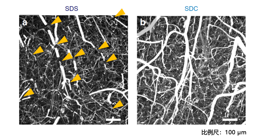 CUBIC 组织透明化试剂