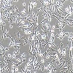 U251MG/TMZ+luc人类星形胶质瘤耐替莫唑胺细胞