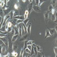 T24人膀胱癌细胞(提供STR鉴定报告)