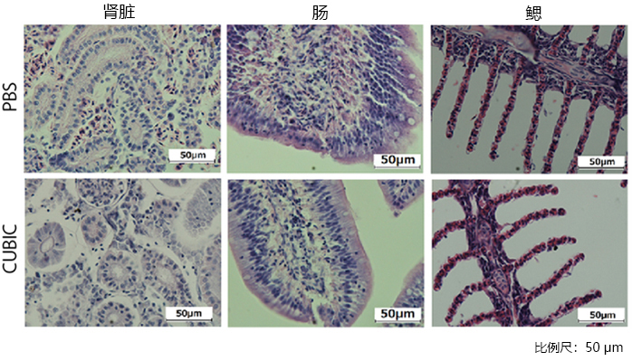CUBIC 组织透明化试剂