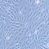 GC-2spd (ts)小鼠精母细胞（提供种属鉴定）