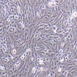 CFSC-8B大鼠肝星形细胞（提供种属鉴定）