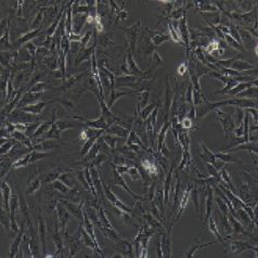 MC3T3-E1小鼠胚胎成骨细胞（提供种属鉴定）