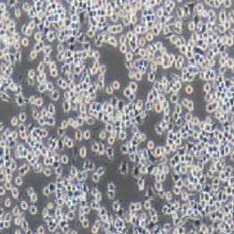 RIN-M5F大鼠β胰岛素瘤细胞（提供种属鉴定）