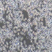 RIN-M5F大鼠β胰岛素瘤细胞（提供种属鉴定）