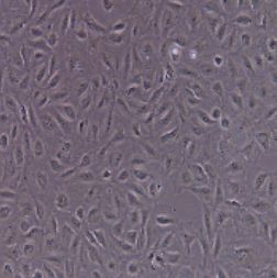 IEC-18大鼠回肠细胞（提供种属鉴定）