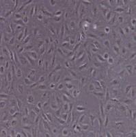 IEC-18大鼠回肠细胞（提供种属鉴定）