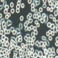 AR42J大鼠胰腺外分泌细胞(提供种属鉴定)