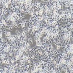 RSC96大鼠雪旺细胞（提供种属鉴定）