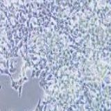 INS-1大鼠胰岛细胞瘤细胞（提供种属鉴定）