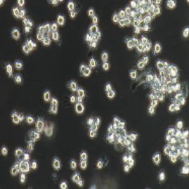 NR8383大鼠肺泡巨噬细胞（提供种属鉴定）