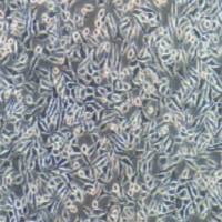 NCTC clone 929小鼠成纤维细胞（提供种属鉴定）