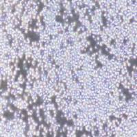 Sp2/O-Ag14小鼠骨髓瘤细胞(提供种属鉴定)