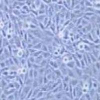 9L/lacZ大鼠胶质肉瘤细胞（提供种属鉴定）